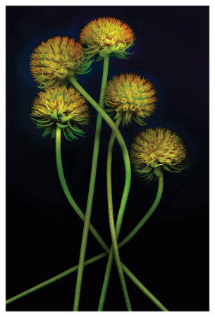 Gaillardia Gone To Seed by Harold Davis Pricing Limited Edition Print image