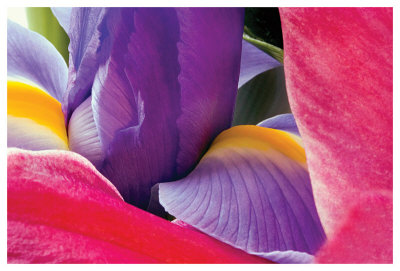 Iris Rising by Harold Davis Pricing Limited Edition Print image