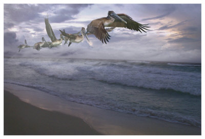 Pelican Plight by Steve Hunziker Pricing Limited Edition Print image