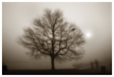 Lone Tree Sepia by Dan Magus Pricing Limited Edition Print image