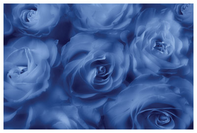 Roses Are Blue by Dan Magus Pricing Limited Edition Print image