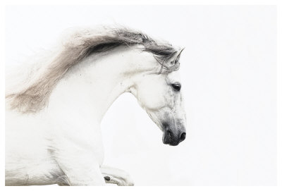 White On White by Melanie Snowhite Pricing Limited Edition Print image