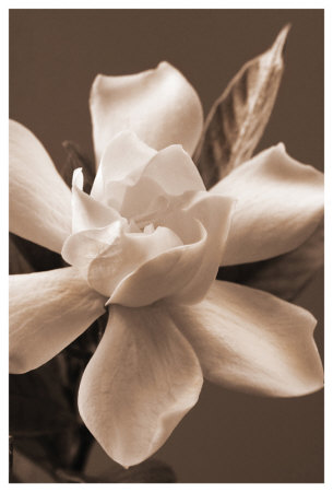 Magnolia In Sepia by Christine Zalewski Pricing Limited Edition Print image
