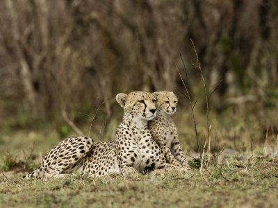 African Leopards Pride by Scott Stulberg Pricing Limited Edition Print image