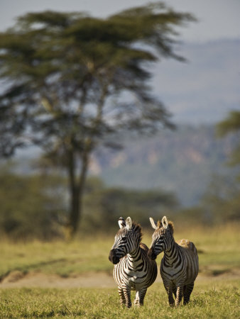 African Zebra by Scott Stulberg Pricing Limited Edition Print image