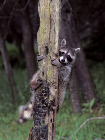 Racoon Up A Tree by Scott Stulberg Pricing Limited Edition Print image