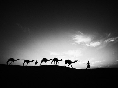 India Camels by Scott Stulberg Pricing Limited Edition Print image