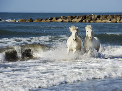 White Horses Of Thecamargue Running Along The Beach by Scott Stulberg Pricing Limited Edition Print image