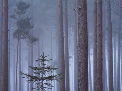Heavy Mist In A Pine Wood, New Forest, Hampshire, England, United Kingdom, Europe by Adam Burton Pricing Limited Edition Print image