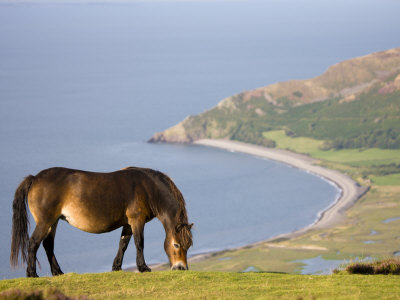 Exmoor Pony Grazing On Porlock Common, Exmoor National Park, Somerset, England, United Kingdom by Adam Burton Pricing Limited Edition Print image