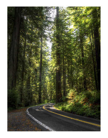 Avenue Of The Giants 2 by Michael Polk Pricing Limited Edition Print image