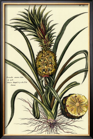 Tropical Pineapple Ii by Pierre-Joseph Buchoz Pricing Limited Edition Print image