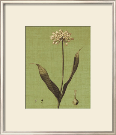 Botanica Verde Iii by John Seba Pricing Limited Edition Print image