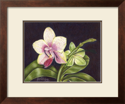 Vibrant Orchid Ii by Gloria J. Callahan Pricing Limited Edition Print image