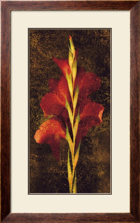Gladiola by John Seba Pricing Limited Edition Print image