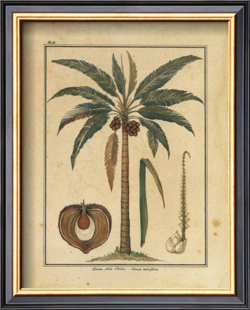 Cocoa Nut Palm by Rebecca Price Pricing Limited Edition Print image