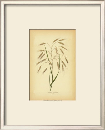 Grasses Ii by Edward Lowe Pricing Limited Edition Print image