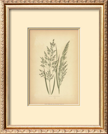 Grasses Iii by Edward Lowe Pricing Limited Edition Print image