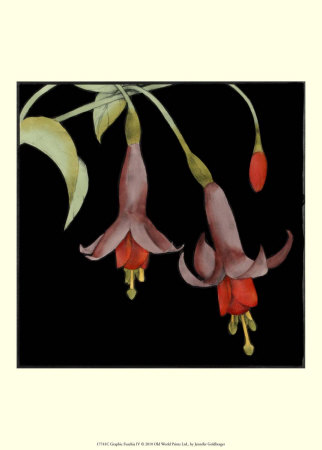 Graphic Fuchsia Iv by Jennifer Goldberger Pricing Limited Edition Print image