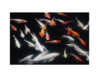 Koi Carp In Pond by Yukmin Pricing Limited Edition Print image