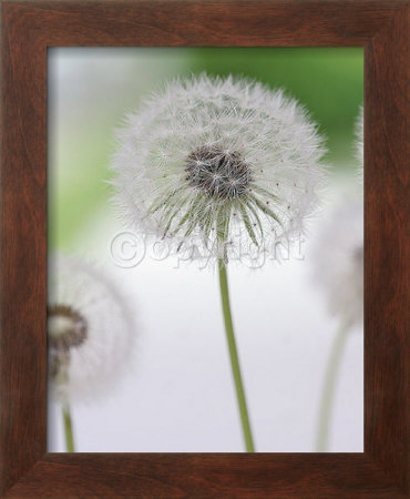 Blowballs Ii by Sara Deluca Pricing Limited Edition Print image