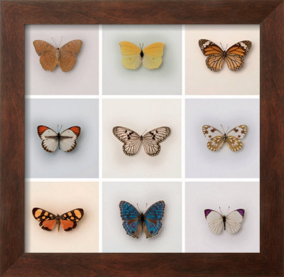 Papillon by Ian Winstanley Pricing Limited Edition Print image