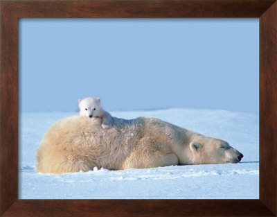 Polar Bear And Cub, Manitoba, Canada by Art Wolfe Pricing Limited Edition Print image