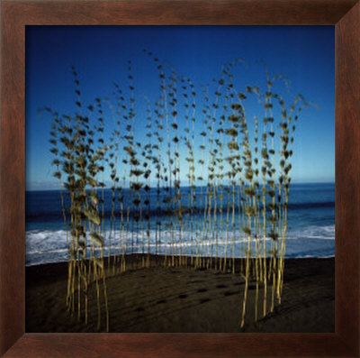 Calumet Bamboo Circle by Nils-Udo Pricing Limited Edition Print image