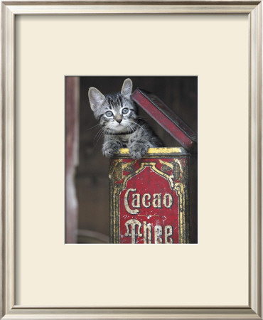 Kitten In Box by Hubert Pricing Limited Edition Print image
