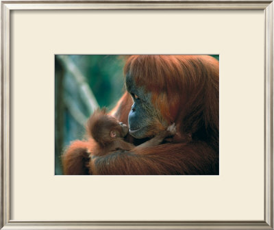 Tender Feeling by Anup Shah Pricing Limited Edition Print image