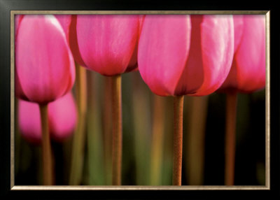 Tulipa Gesneriana by Laurance Aiuppy Pricing Limited Edition Print image
