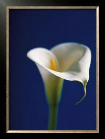 Arum Lily, White On Blue Background by Alex Sedgwick Pricing Limited Edition Print image