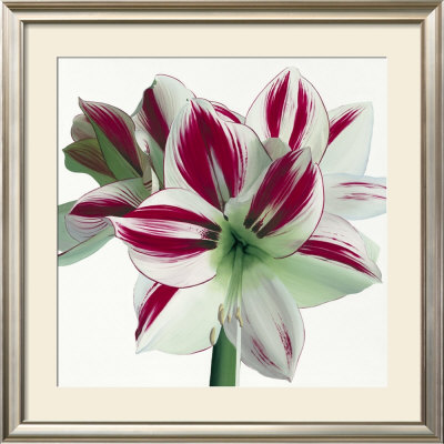 Amaryllis by Stephanie Andrew Pricing Limited Edition Print image