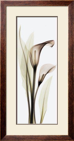 Calla Lily by Albert Koetsier Pricing Limited Edition Print image