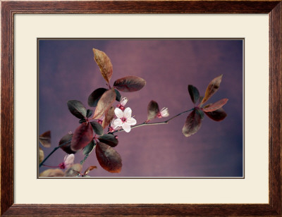 Eclosion Pourpre by Amelie Vuillon Pricing Limited Edition Print image