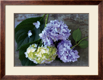 Hydrangea by Mary Bartley Pricing Limited Edition Print image