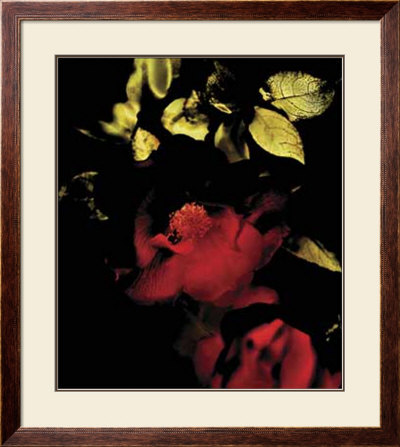 Night Bloom Ii by Jeanne Michel Pricing Limited Edition Print image