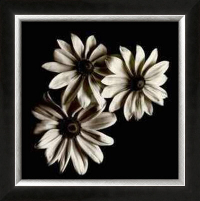 Three Black-Eyed Susans by Michael Harrison Pricing Limited Edition Print image