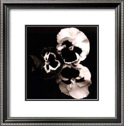Pansies by Angelos Zimaras Pricing Limited Edition Print image