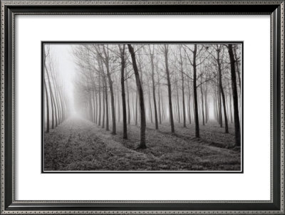 Poplars, Po River Valley, Northern Italy, 1998 by Mark Citret Pricing Limited Edition Print image
