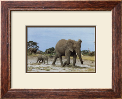 African Elephant And Calf by Barbara Mcknight Pricing Limited Edition Print image