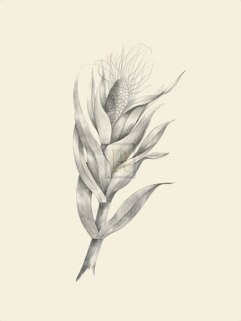 Indian Corn by Maria Mendez Pricing Limited Edition Print image