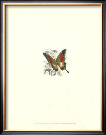 Papilio Palinurus Butterfly by William Henry Pearson Pricing Limited Edition Print image