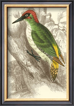 Green Woodpecker by Sir William Jardine Pricing Limited Edition Print image