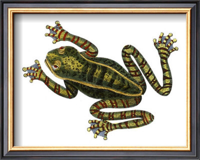 Zebra Frog by George Shaw Pricing Limited Edition Print image