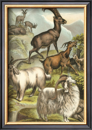 Goats by Henry J. Johnson Pricing Limited Edition Print image