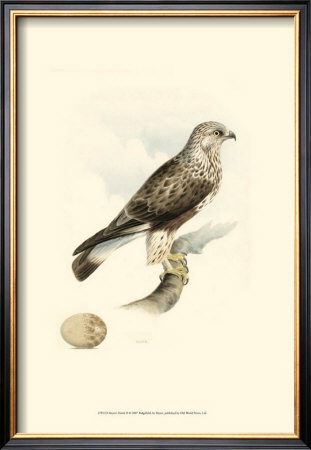 Meyer's Hawk Ii by Meyer Pricing Limited Edition Print image