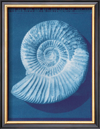 Fossil by Zeva Oelbaum Pricing Limited Edition Print image