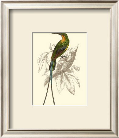 Jardine Hummingbird V by Sir William Jardine Pricing Limited Edition Print image