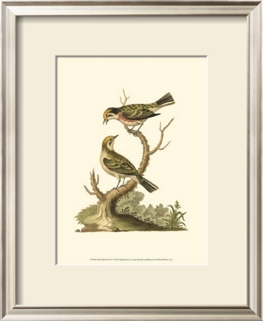 Petite Bird Study Iv by George Edwards Pricing Limited Edition Print image